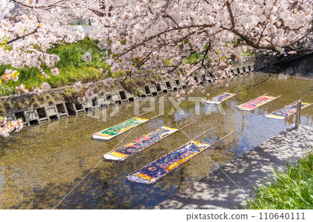 Iwakura Gojo River Nonbori Festival during cherry blossom season 110640111