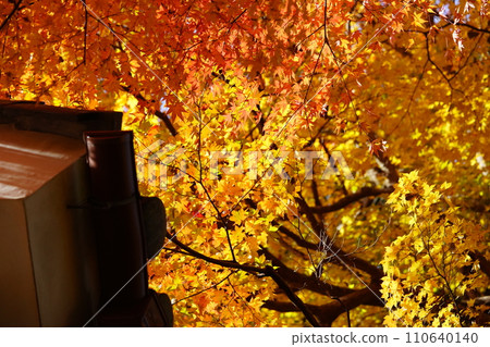 Bright red autumn leaves covering the roof of Shoboji Temple, Kyoto 110640140