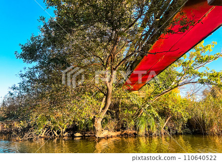 trees growing in the lake trees growing in the lake 110640522