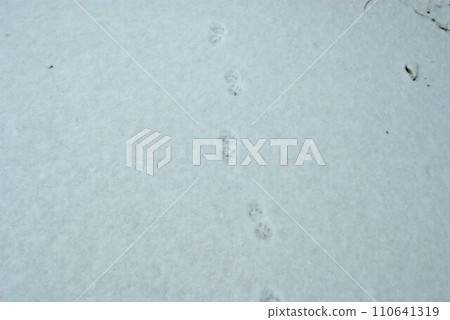 Footprints on the snow Footprints on the snow 110641319