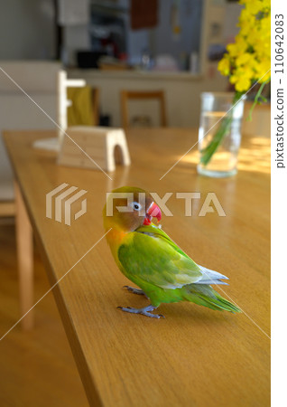 Button cork 110642083