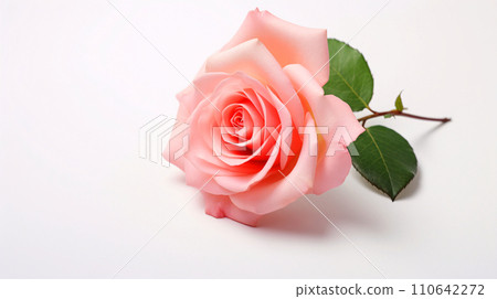 粉紅色玫瑰花特寫,玫瑰白色背景資料AI生成圖像 粉紅色玫瑰花特寫,玫瑰白色背景資料AI生成圖像 110642272