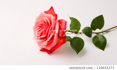 Close-up of a single red rose flower, rose white background material AI generated image Close-up of a single red rose flower, rose white background material AI generated image 110642273