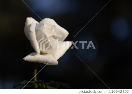 rose	 rose	 110642802