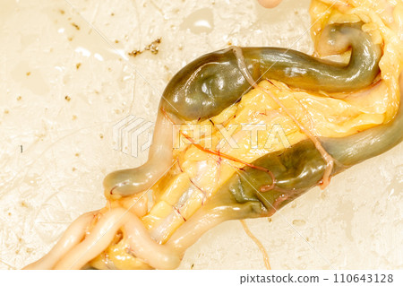 Tapeworms (Cestoda: Caryophyllidea), Parasites of Fish in Thailand. Tapeworms (Cestoda: Caryophyllidea), Parasites of Fish in Thailand. 110643128