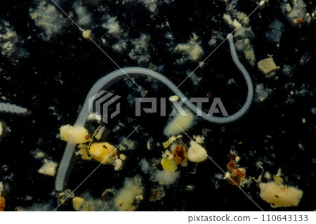 Tapeworms (Cestoda: Caryophyllidea), Parasites of Fish in Thailand. 110643133
