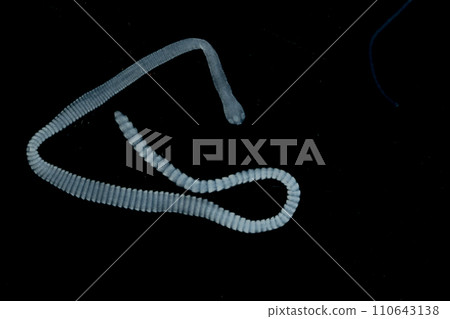 Tapeworms (Cestoda: Caryophyllidea), Parasites of Fish in Thailand. Tapeworms (Cestoda: Caryophyllidea), Parasites of Fish in Thailand. 110643138