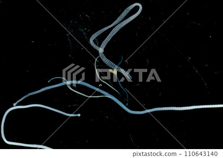 Tapeworms (Cestoda: Caryophyllidea), Parasites of Fish in Thailand. 110643140
