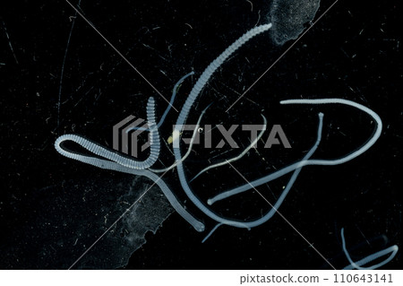 Tapeworms (Cestoda: Caryophyllidea), Parasites of Fish in Thailand. Tapeworms (Cestoda: Caryophyllidea), Parasites of Fish in Thailand. 110643141