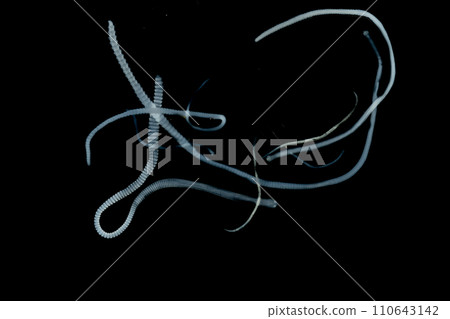 Tapeworms (Cestoda: Caryophyllidea), Parasites of Fish in Thailand. Tapeworms (Cestoda: Caryophyllidea), Parasites of Fish in Thailand. 110643142
