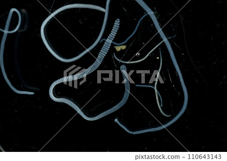 Tapeworms (Cestoda: Caryophyllidea), Parasites of Fish in Thailand. 110643143