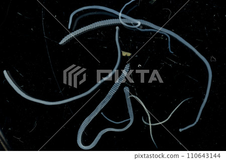 Tapeworms (Cestoda: Caryophyllidea), Parasites of Fish in Thailand. 110643144