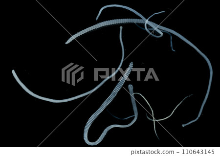 Tapeworms (Cestoda: Caryophyllidea), Parasites of Fish in Thailand. 110643145