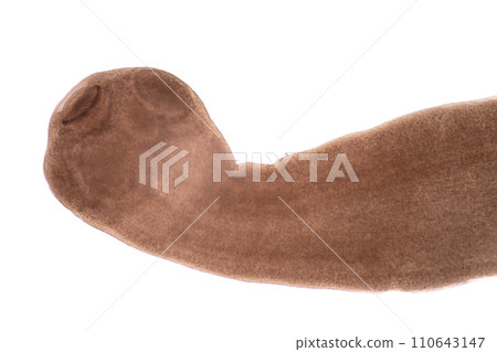 Tapeworms (Cestoda: Caryophyllidea), Parasites of Fish in Thailand. 110643147