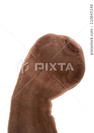 Tapeworms (Cestoda: Caryophyllidea), Parasites of Fish in Thailand. 110643148