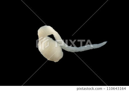 Tapeworms (Cestoda: Caryophyllidea), Parasites of Fish in Thailand. Tapeworms (Cestoda: Caryophyllidea), Parasites of Fish in Thailand. 110643164