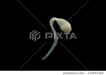 Tapeworms (Cestoda: Caryophyllidea), Parasites of Fish in Thailand. 110643168