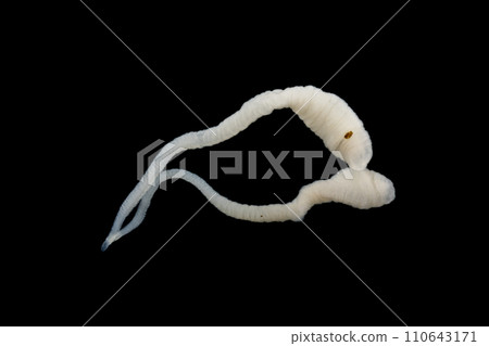 Tapeworms (Cestoda: Caryophyllidea), Parasites of Fish in Thailand. 110643171