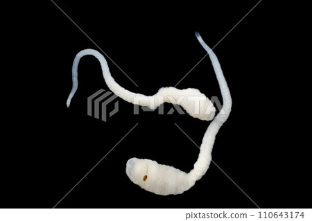 Tapeworms (Cestoda: Caryophyllidea), Parasites of Fish in Thailand. 110643174