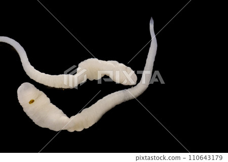 Tapeworms (Cestoda: Caryophyllidea), Parasites of Fish in Thailand. 110643179