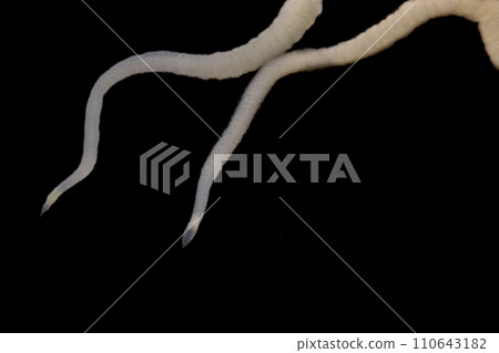Tapeworms (Cestoda: Caryophyllidea), Parasites of Fish in Thailand. Tapeworms (Cestoda: Caryophyllidea), Parasites of Fish in Thailand. 110643182