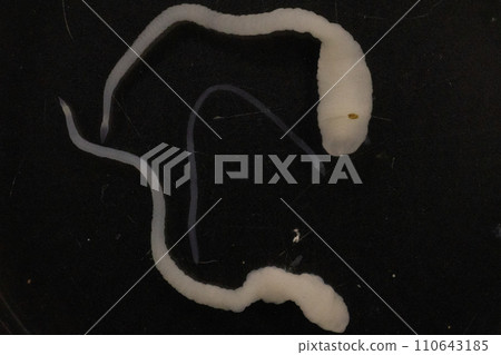 Tapeworms (Cestoda: Caryophyllidea), Parasites of Fish in Thailand. Tapeworms (Cestoda: Caryophyllidea), Parasites of Fish in Thailand. 110643185