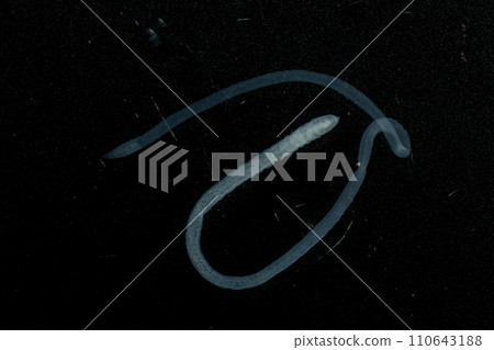 Tapeworms (Cestoda: Caryophyllidea), Parasites of Fish in Thailand. Tapeworms (Cestoda: Caryophyllidea), Parasites of Fish in Thailand. 110643188