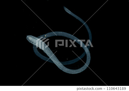 Tapeworms (Cestoda: Caryophyllidea), Parasites of Fish in Thailand. Tapeworms (Cestoda: Caryophyllidea), Parasites of Fish in Thailand. 110643189