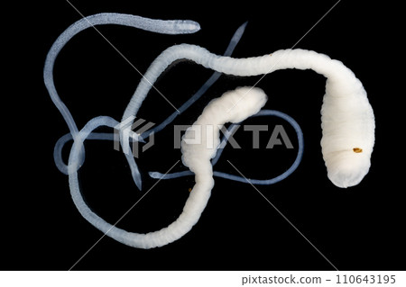 Tapeworms (Cestoda: Caryophyllidea), Parasites of Fish in Thailand. Tapeworms (Cestoda: Caryophyllidea), Parasites of Fish in Thailand. 110643195