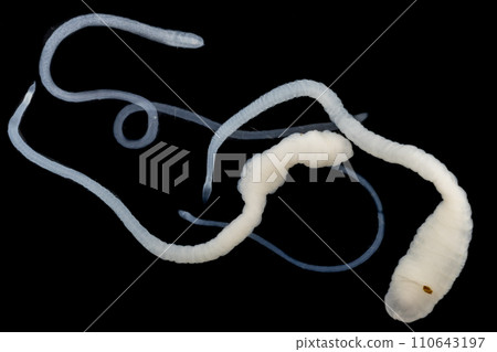 Tapeworms (Cestoda: Caryophyllidea), Parasites of Fish in Thailand. Tapeworms (Cestoda: Caryophyllidea), Parasites of Fish in Thailand. 110643197