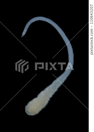 Tapeworms (Cestoda: Caryophyllidea), Parasites of Fish in Thailand. Tapeworms (Cestoda: Caryophyllidea), Parasites of Fish in Thailand. 110643207
