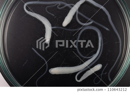 Tapeworms (Cestoda: Caryophyllidea), Parasites of Fish in Thailand. Tapeworms (Cestoda: Caryophyllidea), Parasites of Fish in Thailand. 110643212
