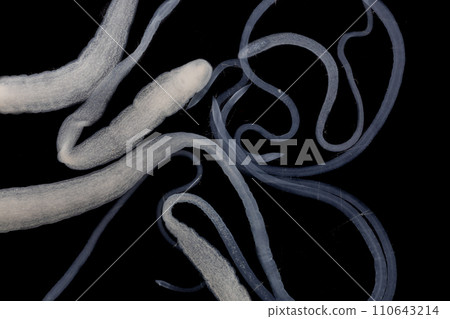 Tapeworms (Cestoda: Caryophyllidea), Parasites of Fish in Thailand. 110643214