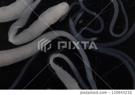 Tapeworms (Cestoda: Caryophyllidea), Parasites of Fish in Thailand. 110643216