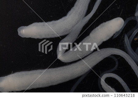 Tapeworms (Cestoda: Caryophyllidea), Parasites of Fish in Thailand. 110643218