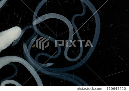 Tapeworms (Cestoda: Caryophyllidea), Parasites of Fish in Thailand. Tapeworms (Cestoda: Caryophyllidea), Parasites of Fish in Thailand. 110643220