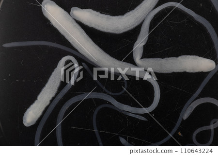 Tapeworms (Cestoda: Caryophyllidea), Parasites of Fish in Thailand. Tapeworms (Cestoda: Caryophyllidea), Parasites of Fish in Thailand. 110643224