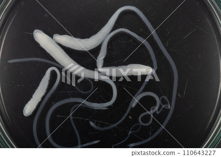 Tapeworms (Cestoda: Caryophyllidea), Parasites of Fish in Thailand. 110643227