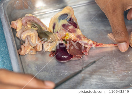 Tapeworms (Cestoda: Caryophyllidea), Parasites of Fish in Thailand. Tapeworms (Cestoda: Caryophyllidea), Parasites of Fish in Thailand. 110643249