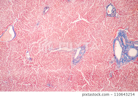 Tapeworms (Cestoda: Caryophyllidea), Parasites of Fish in Thailand. Tapeworms (Cestoda: Caryophyllidea), Parasites of Fish in Thailand. 110643254