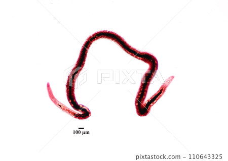Study of Parasitic helminths (Trematodes) and Ascaris of fishes under a microscope. Study of Parasitic helminths (Trematodes) and Ascaris of fishes under a microscope. 110643325