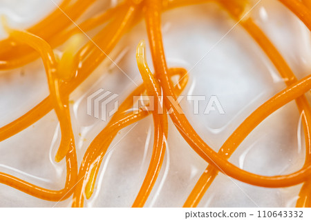 Study of Parasitic helminths (Trematodes) and Ascaris of fishes under a microscope. 110643332