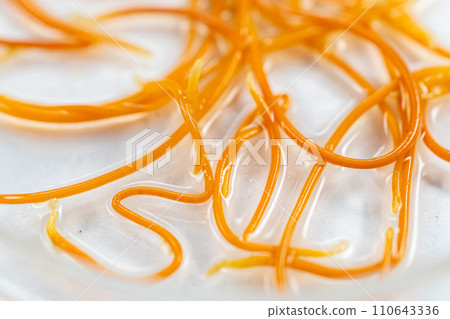 Study of Parasitic helminths (Trematodes) and Ascaris of fishes under a microscope. 110643336