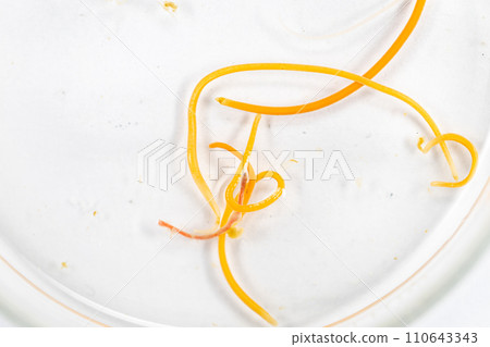 Study of Parasitic helminths (Trematodes) and Ascaris of fishes under a microscope. Study of Parasitic helminths (Trematodes) and Ascaris of fishes under a microscope. 110643343