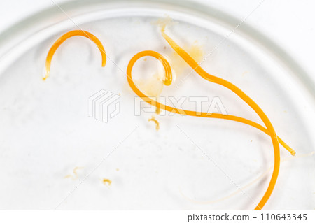 Study of Parasitic helminths (Trematodes) and Ascaris of fishes under a microscope. Study of Parasitic helminths (Trematodes) and Ascaris of fishes under a microscope. 110643345