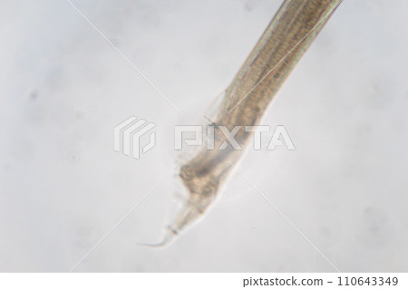 Study of Parasitic helminths (Trematodes) and Ascaris of fishes under a microscope. 110643349