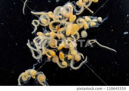 Study of Parasitic helminths (Trematodes) and Ascaris of fishes under a microscope. 110643350