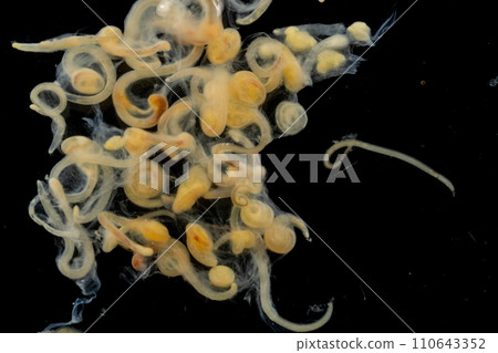 Study of Parasitic helminths (Trematodes) and Ascaris of fishes under a microscope. Study of Parasitic helminths (Trematodes) and Ascaris of fishes under a microscope. 110643352