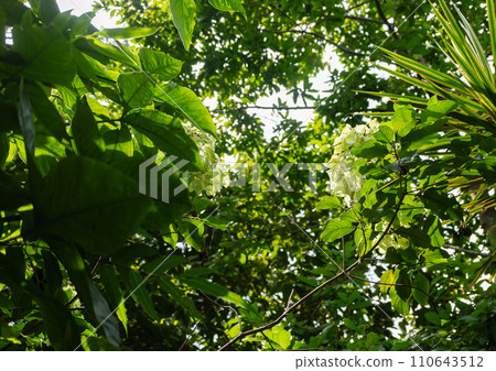Vietnam Ho Chi Minh Zoo 110643512