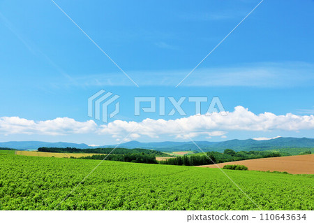 Hokkaido summer blue sky and Biei landscape 110643634